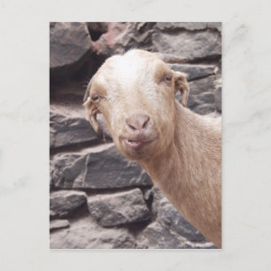 Cartão Postal Goat Engraçado