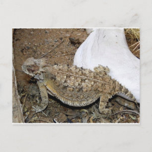 Cartão Postal Godzilla Devoluções