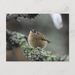 Cartão Postal Goldcrest