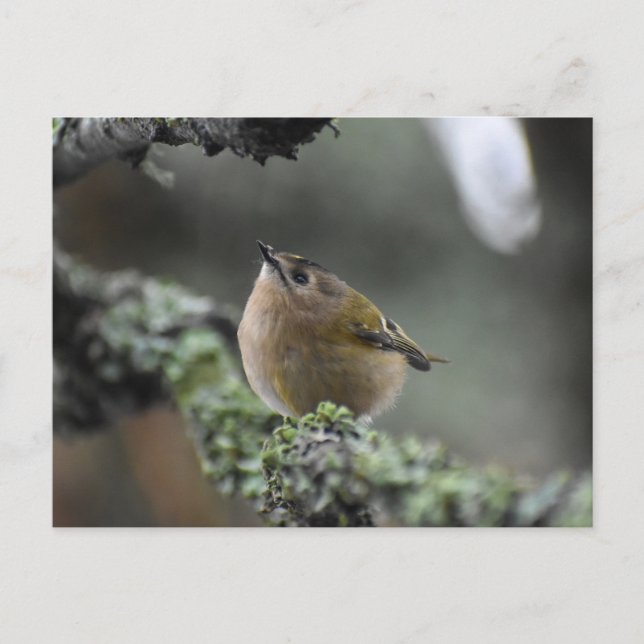 Cartão Postal Goldcrest (Frente)