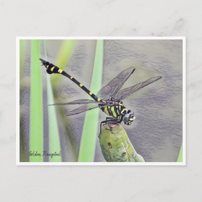 Cartão Postal Golden Flangetail (Frente)