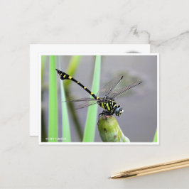 Cartão Postal Golden Flangetail ポストカード