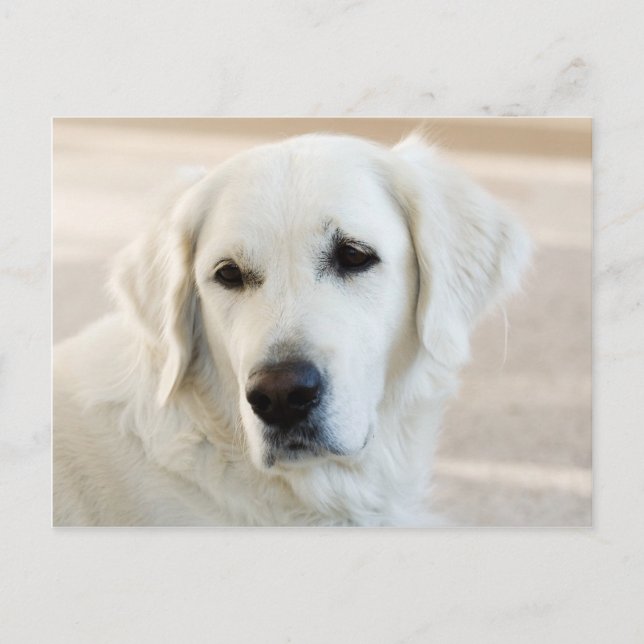 Cartão Postal Golden retriever (Frente)
