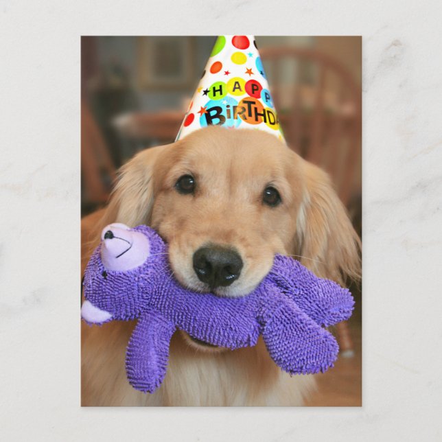 Cartão Postal Golden Retriever Com Chapéu de Feliz Aniversário e (Frente)