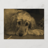 Golden Retriever em tons sépia