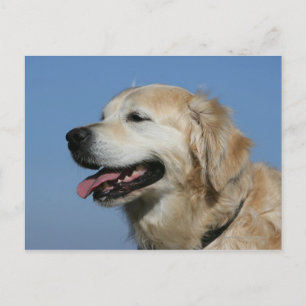 Cartão Postal Golden Retriever Headshot 4