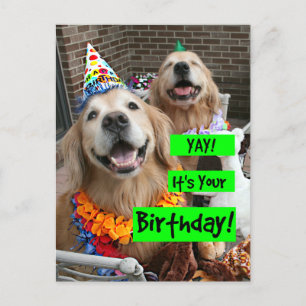 Cartão Postal Golden Retriever Parabéns É Seu Aniversário