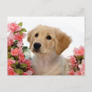Cartão Postal Golden Retriever Puppy and Pink Flowers
