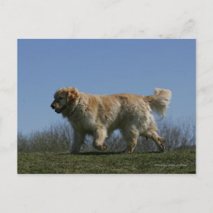 Cartão Postal Golden Retriever Running 3