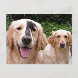 Cartão Postal Golden Retrievers Peter Fox and Mom Postcard