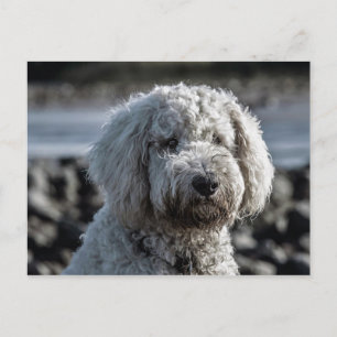 Cartão Postal goldendoodle
