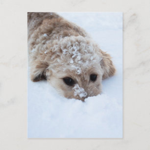 Cartão Postal Goldendoodle Com Nariz Na Neve