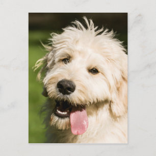 Cartão Postal Goldendoodle Puppy