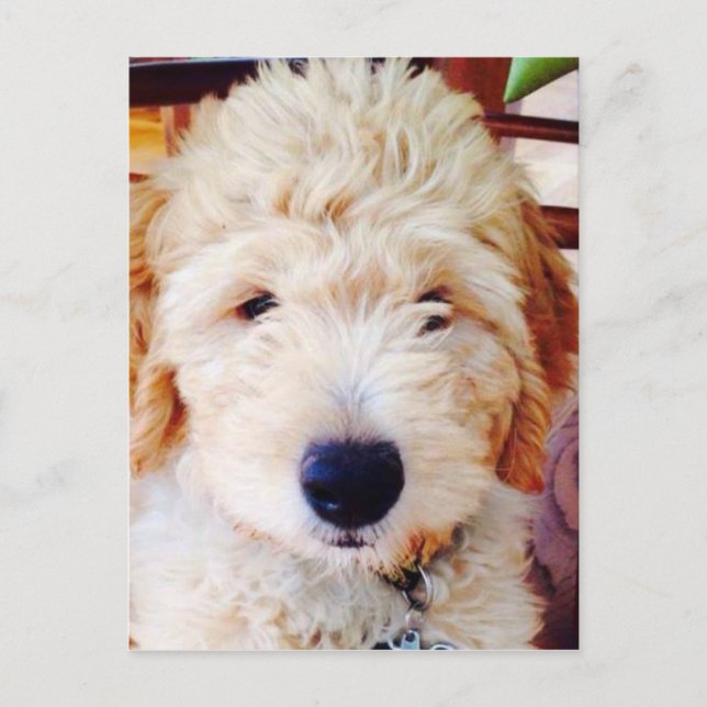 Cartão Postal Goldendoodle Puppy (Frente)