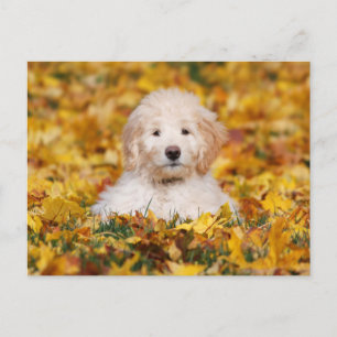 Cartão Postal Goldendoodle Puppy Em Folhas De Queda