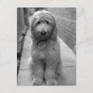 Cartão Postal Goldendoodle Puppy No Quintal
