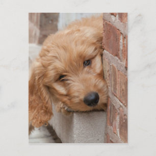 Cartão Postal Goldendoodle Puppy Peeking