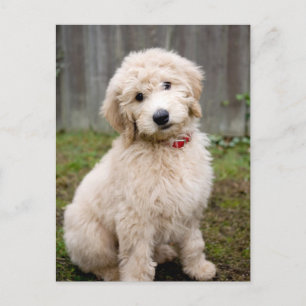 Cartão Postal Goldendoodle Puppy Senta-Se Em Grama