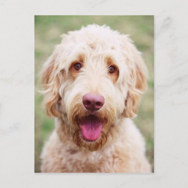 Cartão Postal Goldendoodle sorrindo (Frente)