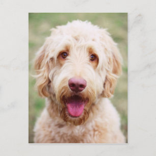 Cartão Postal Goldendoodle sorrindo