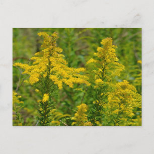 Cartão Postal Goldenrod de Kentucky