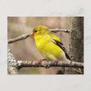 Cartão Postal Goldfinch