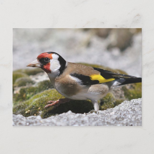 Cartão postal Goldfinch (Frente)