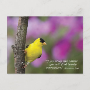 Cartão Postal Goldfinch