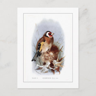 Cartão Postal Goldfinch
