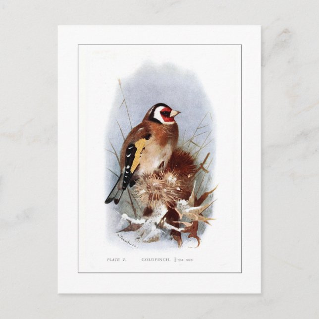 Cartão Postal Goldfinch (Frente)