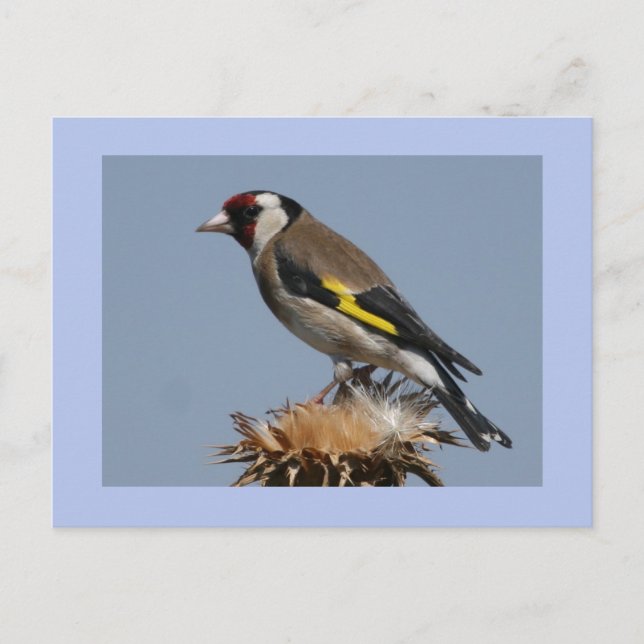 Cartão Postal Goldfinch (Frente)