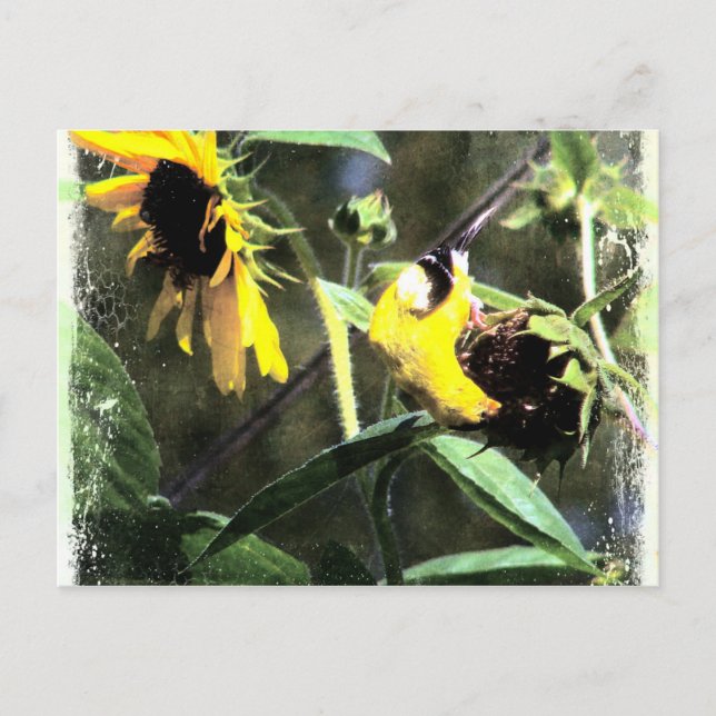 Cartão Postal Goldfinch (Frente)