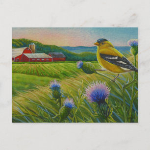 Cartão Postal Goldfinch Bird Thistles Summer Fazenda