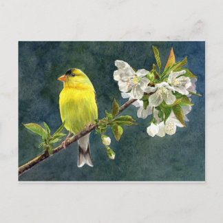 Cartão Postal Goldfinch e flores de cerejeira