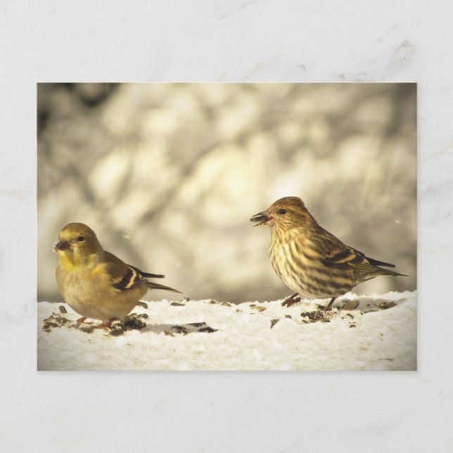 Cartão Postal Goldfinch e Pine Siskin (Frente)