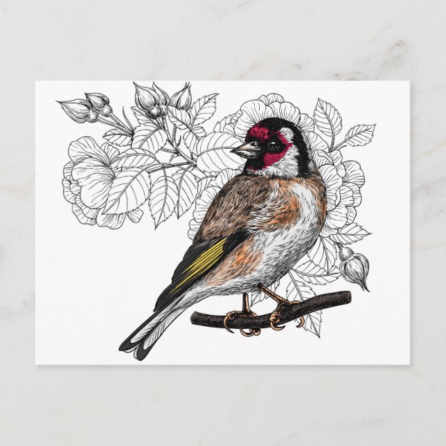 Cartão Postal Goldfinch e rosas (Frente)
