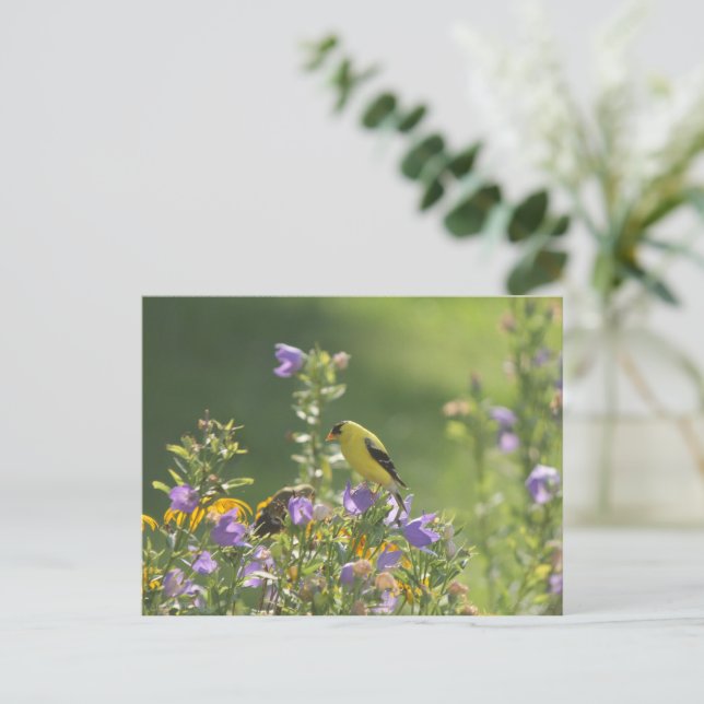 Cartão Postal Goldfinch em uma Flor Harebell (Em pé/Frente)
