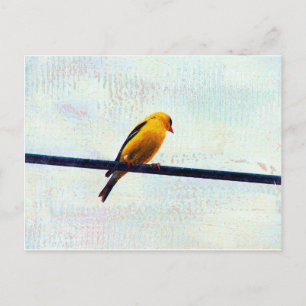 Cartão Postal Goldfinch em uma linha elétrica
