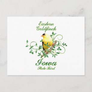 Cartão Postal Goldfinch Iowa State Bird