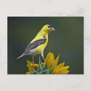 Cartão Postal Goldfinch sobre Sunflower