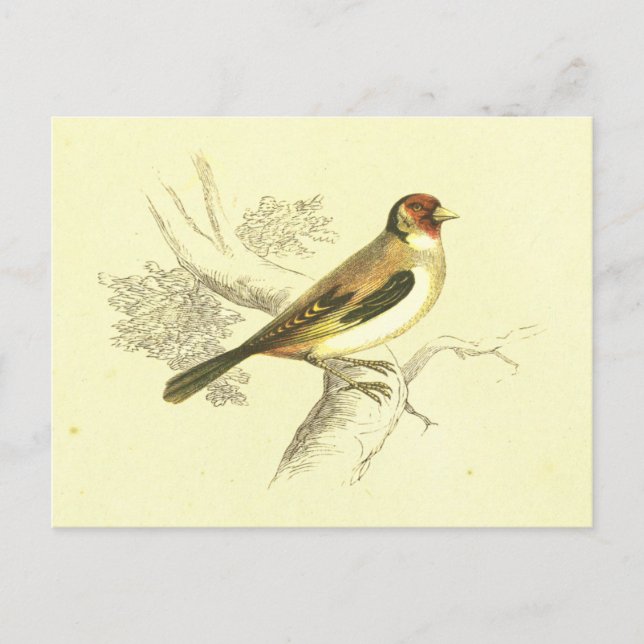Cartão Postal Goldfinch Vintage Bird Lithógrafo (Frente)