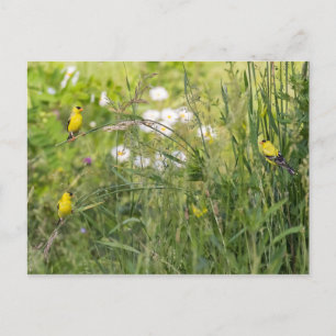 Cartão Postal Goldfinches E Flores Selvagens