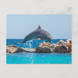 Cartão Postal Golfinho