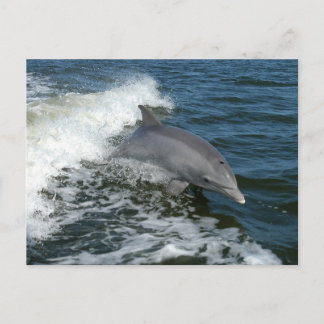 Cartão Postal Golfinho
