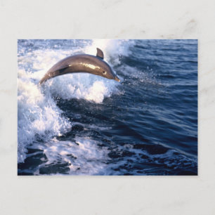 Cartão Postal Golfinho
