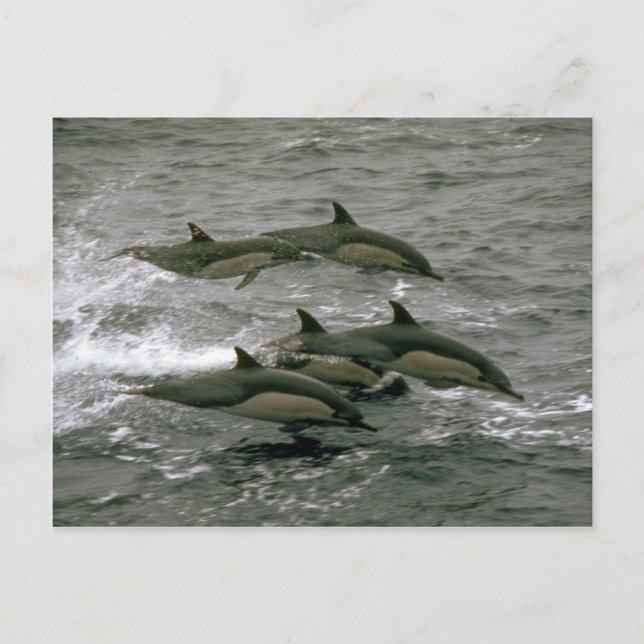 Cartão Postal Golfinho-comum (Frente)