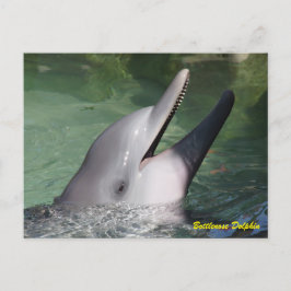 Cartão Postal Golfinho de Bottlenose