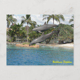 Cartão Postal Golfinho de Gargalose