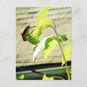 Cartão Postal Golfinho e girassol