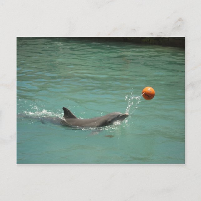 Cartão Postal Golfinho jogando bola (Frente)
